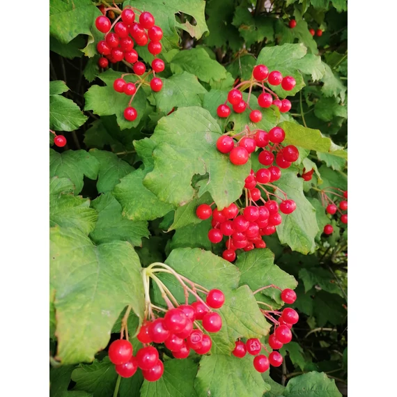 Viburnum opulus Compactum (Alacsony kányabangita)