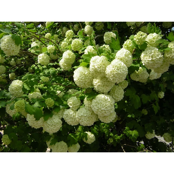 Viburnum opulus Roseum (Labdarózsa)