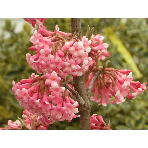 Viburnum x bodnantense Dawn (Kikeleti bangita)
