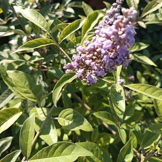 bordó levélfonákú barátcserje Vitex Flip Side