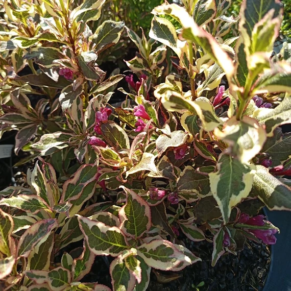 krém és rózsaszín árnyalatú rózsalonc cserje Weigela florida All Summer Monet