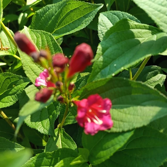 piros virágú rózsalonc cserje Weigela Bristol Ruby