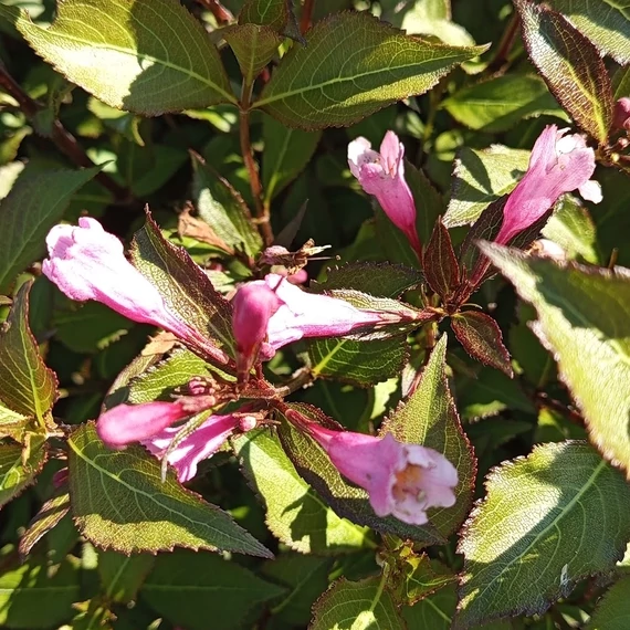 bordó levelű rózsalonc cserje Weigela florida Purpurea