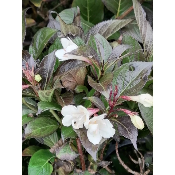 Weigela florida Ebony and Ivory (Fehér virágú bordó levelű rózsalonc)