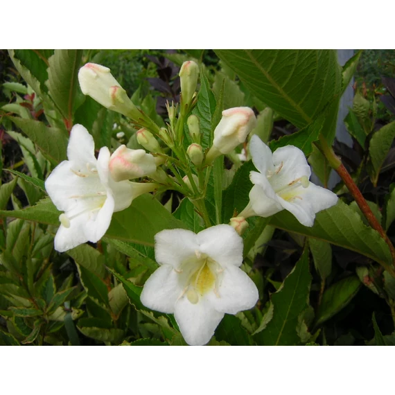 Weigela florida Candida (Fehér virágú rózsalonc)