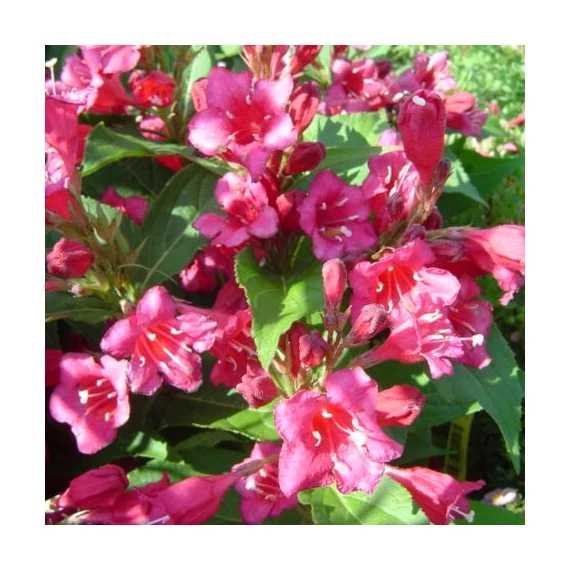 Weigela florida Newport Red (Piros virágú rózsalonc)