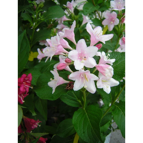 Weigela florida Pink Princess (Rózsaszín virágú rózsalonc)