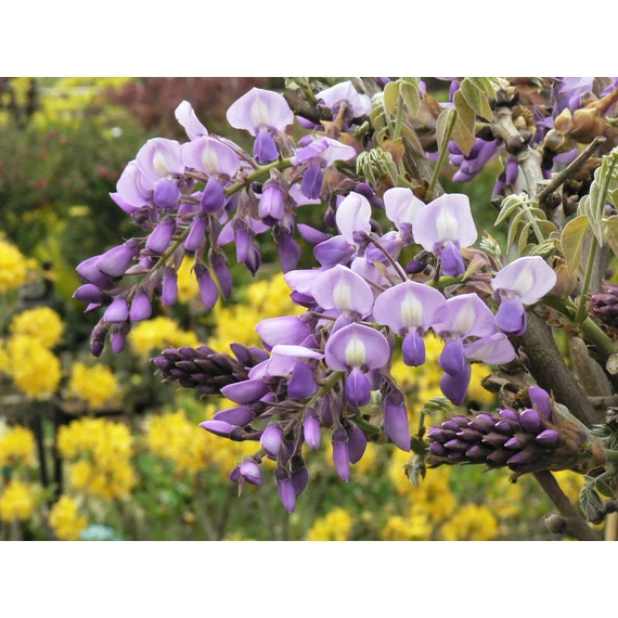 Wisteria sinensis (Kínai lilaakác)