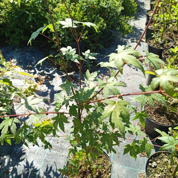 japán juhar Acer palmatum