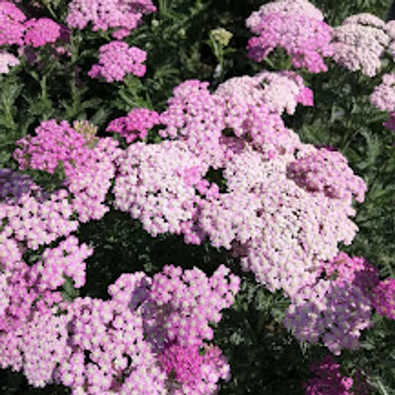 szárazságtűrő cickafark évelő achillea millefolium lilac beauty