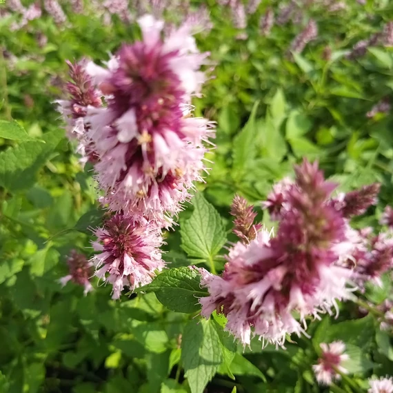 rózsaszín virágú izsópfű évelő Agastache Beelicious Pink