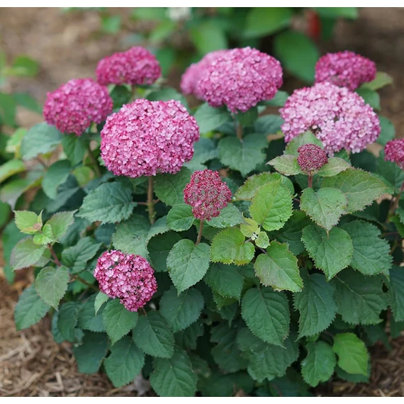 törpe rózsaszín cserjés hortenzia Hydrangea arborescens Bella Ragazza Mauvette