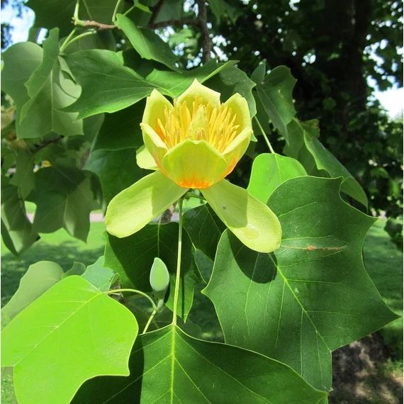 tulipánfa Liriodendron tulipifera