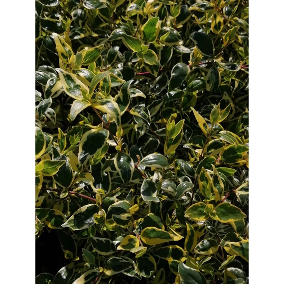 Abelia x grandiflora Hopleys (Sárgatarkalevelű tárnicslonc)