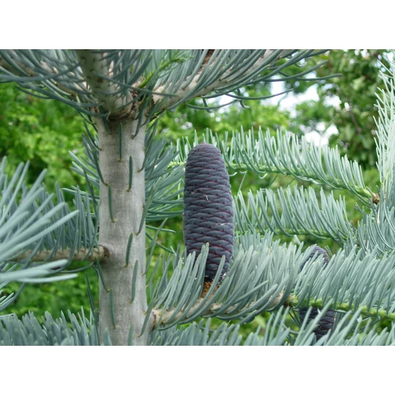 Abies concolor (Kolorádói jegenyefenyő)