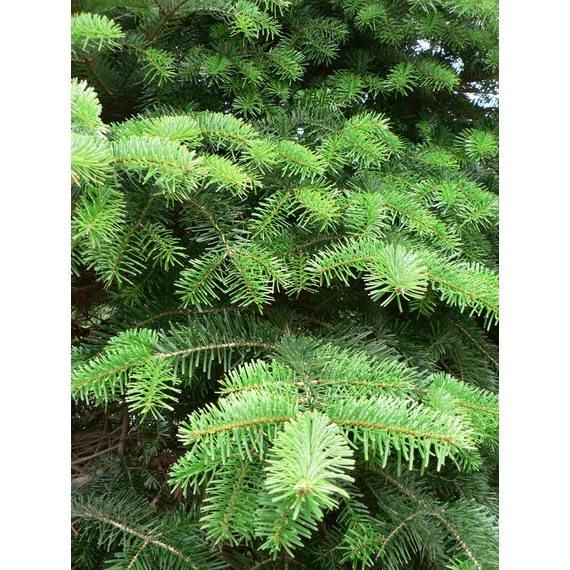 Abies nordmanniana (Kaukázusi jegenyefenyő)
