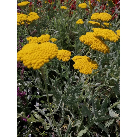 sárga virágú szárazságtűrő magas évelő cickafark Achillea coronation Gold