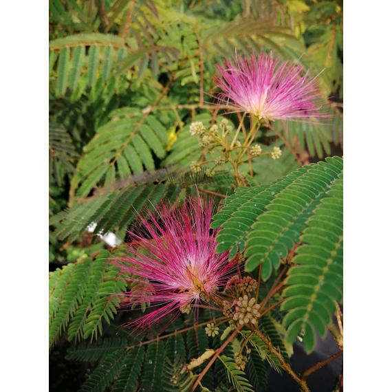 Albizia julibrissin Ombrella  (ernyős koronájú selyemakác)