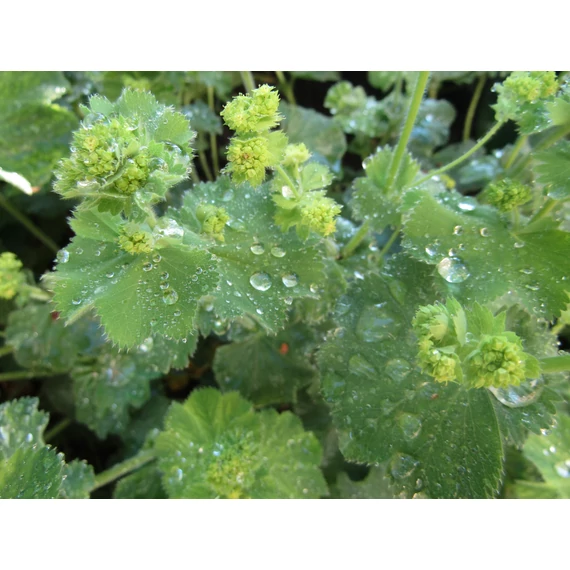 évelő lágyszőrű palástfű Alchemilla mollis gabiplantshop webáruház