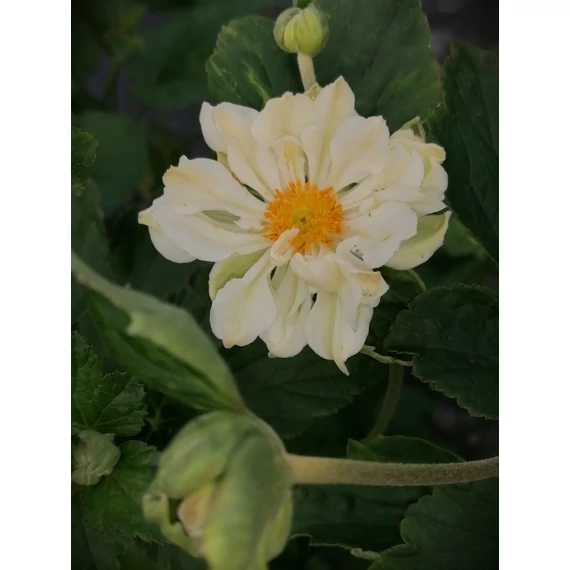 fehér virágú magas őszi évelő Anemone hybrida  Whirlwind szellőrózsa