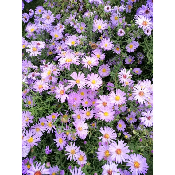 törpe őszirózsa világos kék ősszel virágzó évelő Aster dumosus Lady in Blue gabiplantshop online dísznövény webáruház