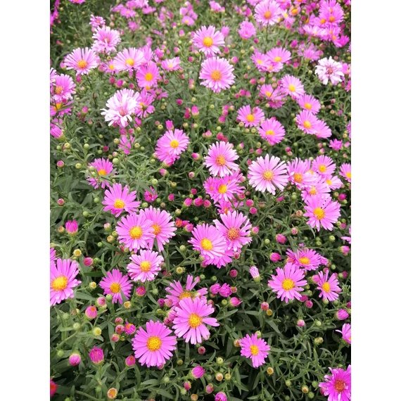 törpe őszirózsa lilásrózsaszín ősszel virágzó évelő Aster dumosus Peter Harrison gabiplantshop online dísznövény webáruház