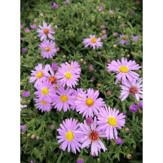 törpe őszirózsa kékeslila ősszel virágzó évelő Aster dumosus Prof Anton Kippenberg gabiplantshop online dísznövény webáruház