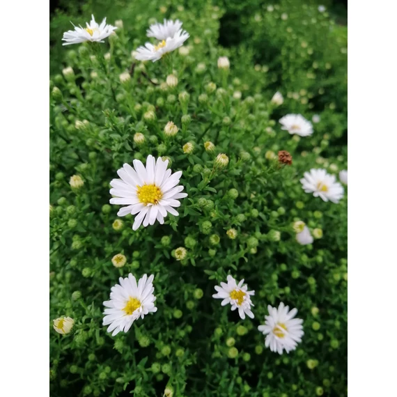 törpe őszirózsa fehér színű ősszel virágzó évelő Aster dumosus Schneekissen gabiplantshop online dísznövény webáruház