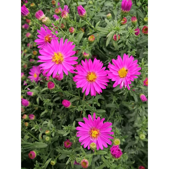 törpe őszirózsa ciklámen színű ősszel virágzó évelő Aster dumosus Starlight gabiplantshop online dísznövény webáruház
