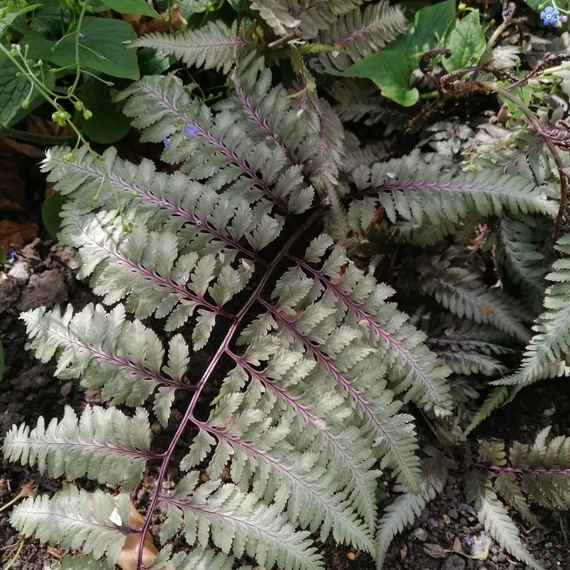 árnyéki évelő japán hölgypáfrány Athyrium niponicum Metallicum