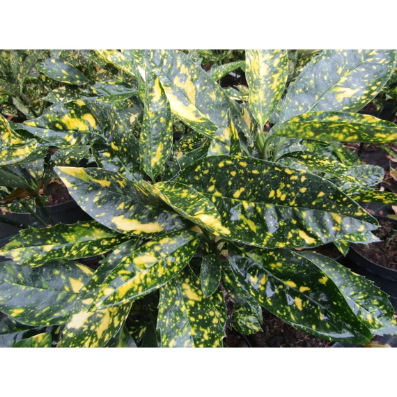 Aucuba japonica Variegata (Tarkalevelű babérsom)