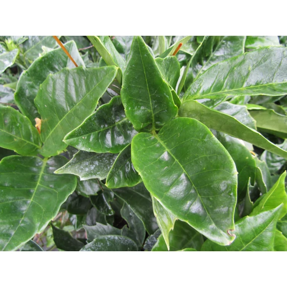 Aucuba japonica Rozannie (Babérsom)