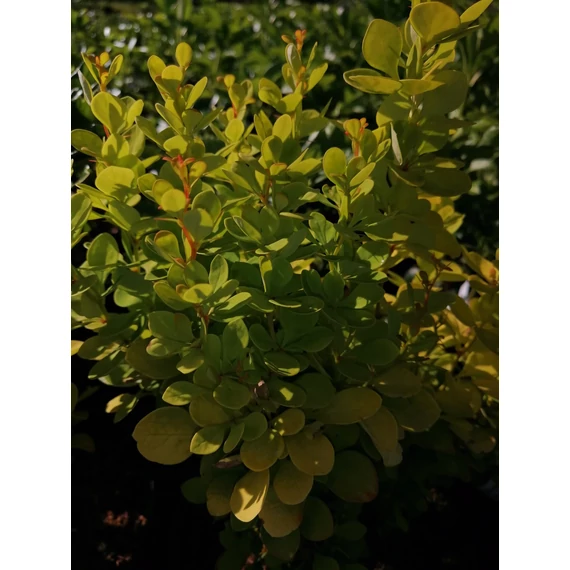 sárgalevelű-cserje-borbolya-Berberis-thunbergii-Aurea