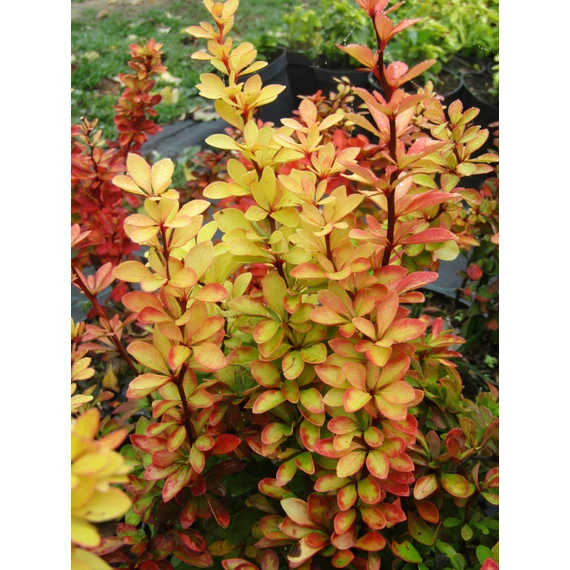 sárgalevelű-oszlopos-cserje-borbolya-Berberis-thunbergii-Maria