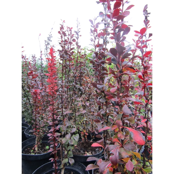 Berberis thunbergii Red Pillar (Oszlopos vérborbolya)