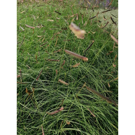 Bouteloua gracilis (Szúnyogfű)