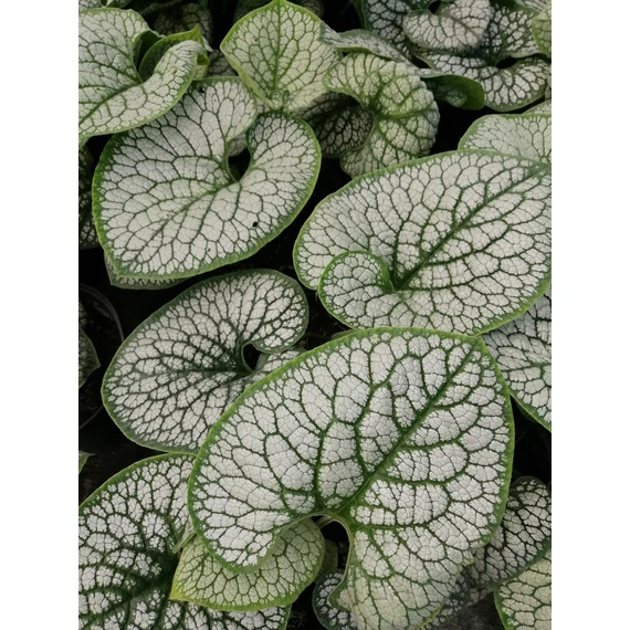 Brunnera macrophylla Sea Heart (Ezüstlevelű kaukázusi nefelejcs)