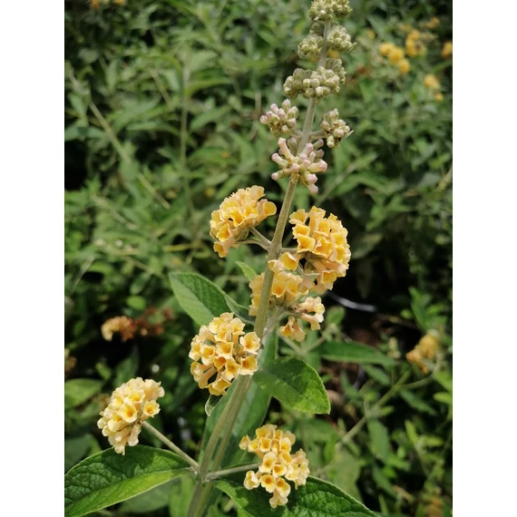 Buddleia weyeriana Sungold (Sárga virágú nyáriorgona)