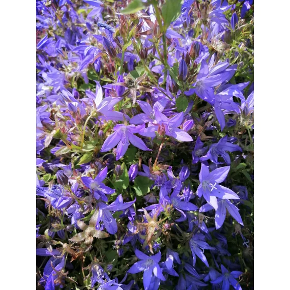 Campanula poscharskyana (Balkáni harangvirág)