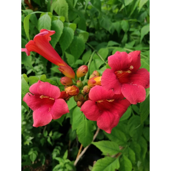 Campsis radicans Stromboli (Narancspiros virágú trombitafolyondár)
