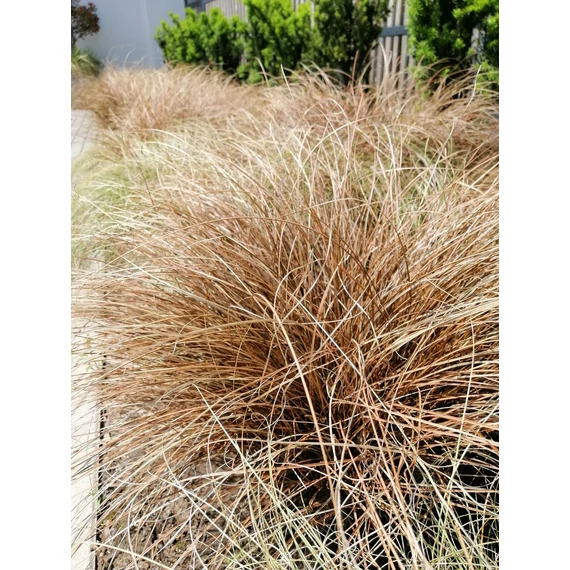 Carex comans Bronze Form (Bronz színű sás)