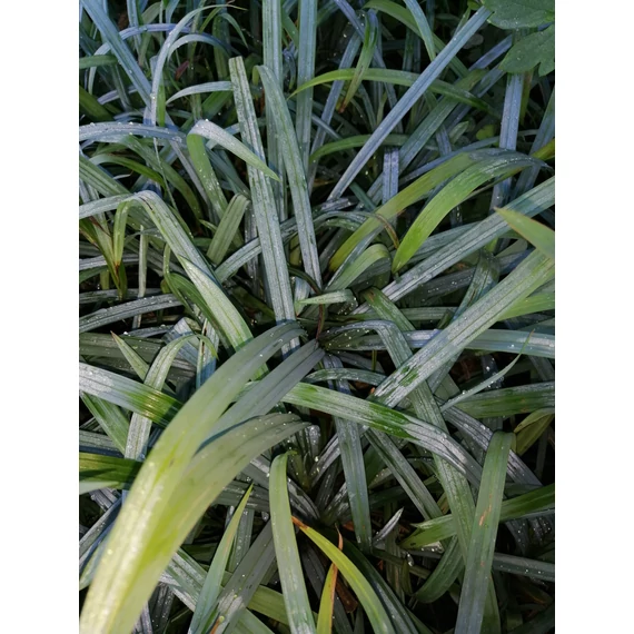 Carex laxiculmis Bunny Blue (Hamvaszöld levelű sás)