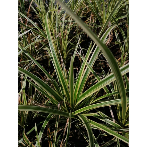 Carex morrowii Goldband (Sárgacsíkos levelű sás)