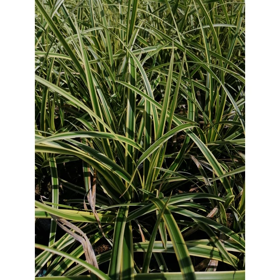 Carex morrowii Vanilla Ice (Fehércsíkos levelű sás)