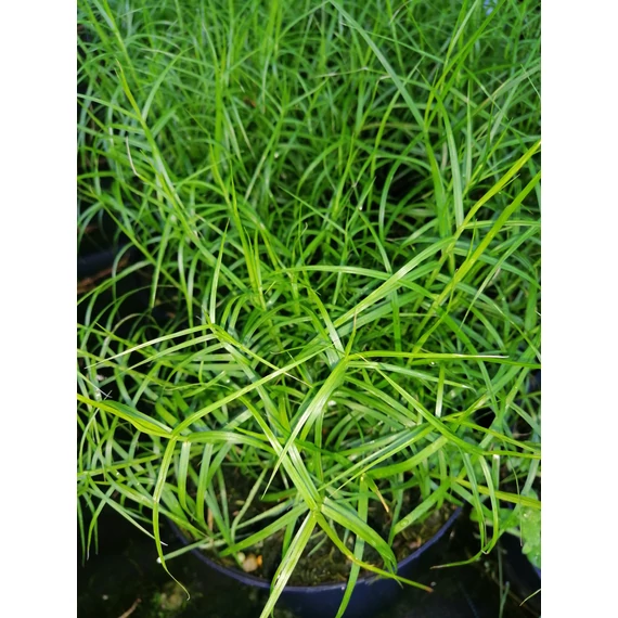 Carex muskingumensis Little Midge (Pálmalevelű sás)