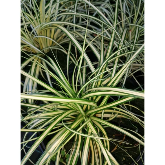 Carex oshimensis Maxigold (Madárlábú sás)