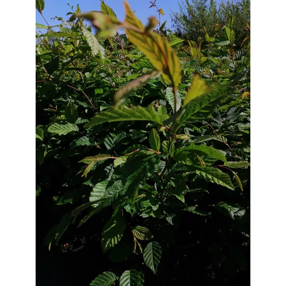 sárga őszi lombszínű gyertyán sövény Carpinus betulus gabiplantshop online megvásárolható