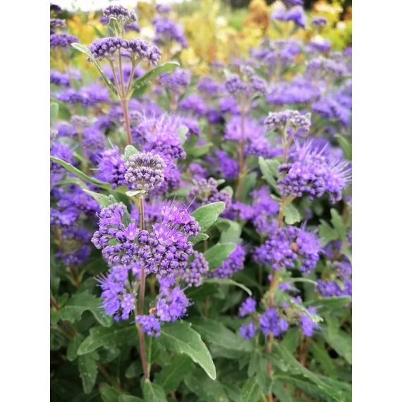 sötétkék virágú kékszakáll ősszel virágzó cserje Caryopteris x clandonensis Grand Blue gabiplantshop online dísznövény webáruház