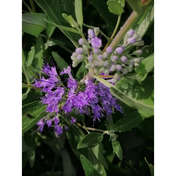 kék virágú kékszakáll ősszel virágzó cserje Caryopteris x clandonensis Heavenly Blue gabiplantshop online dísznövény webáruház
