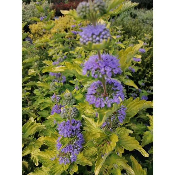 kék virágú sárga levelű kékszakáll ősszel virágzó cserje Caryopteris x clandonensis Hint of Gold gabiplantshop online dísznövény webáruház